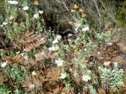 Osmitopsis asteriscoides 